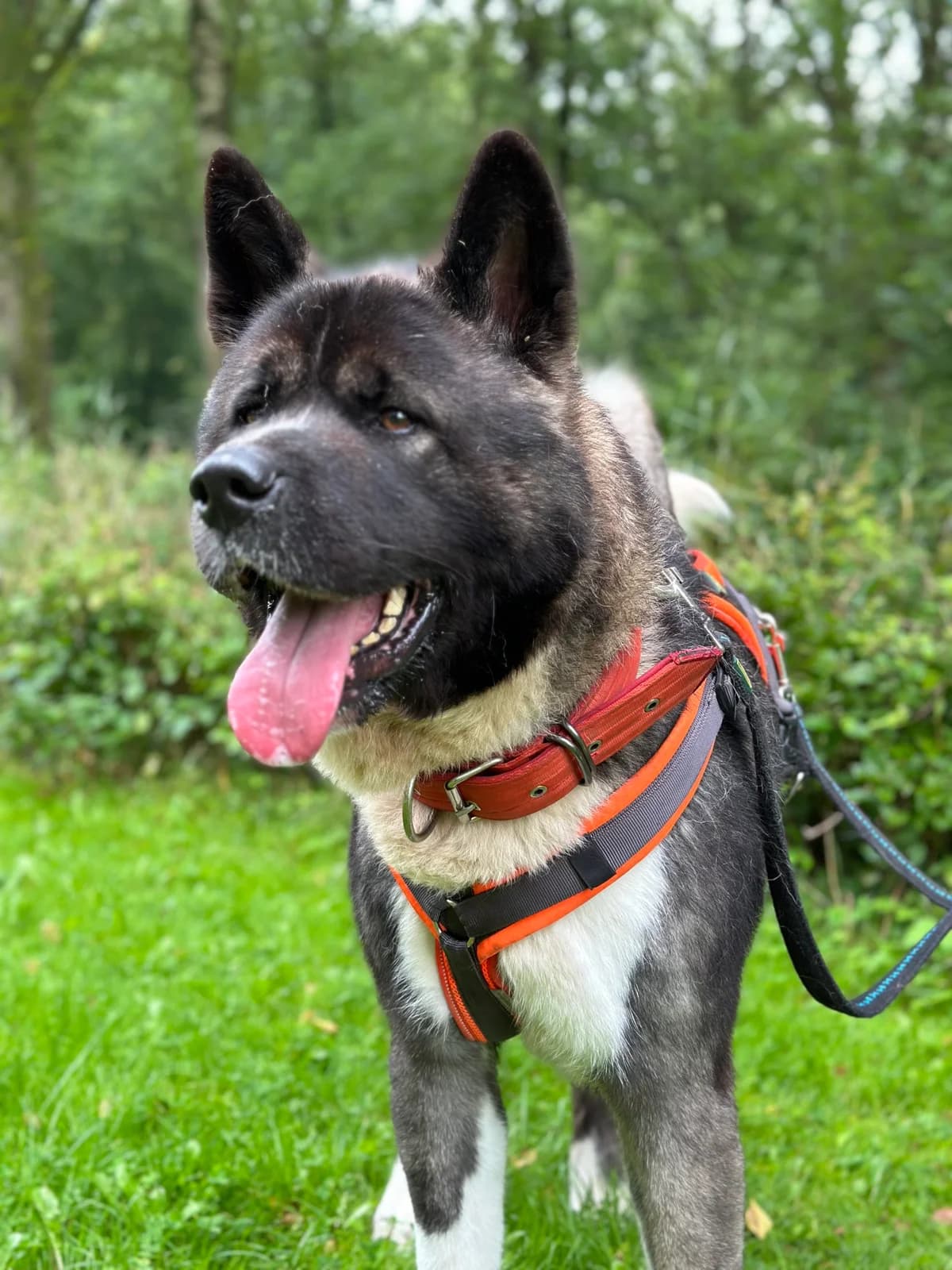 Joker (vermittelt), male Akita for adoption at Tierheim Neumünster, Wasbek