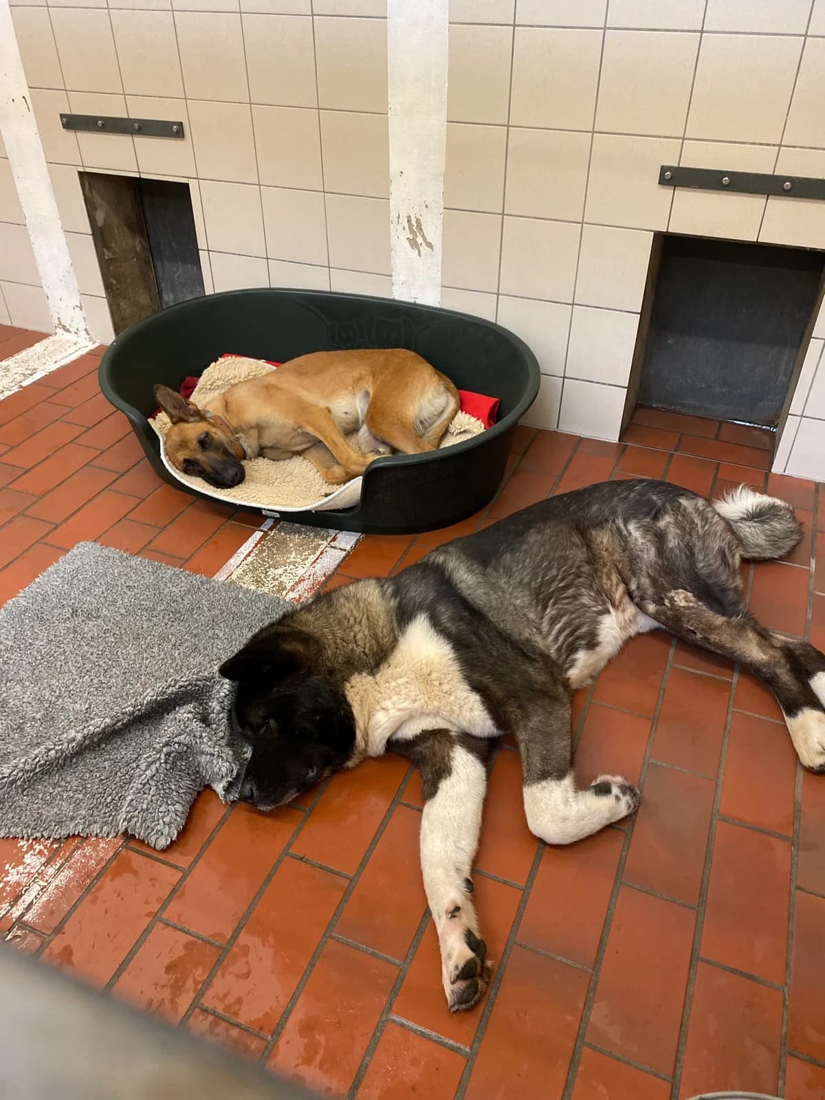 Joker (vermittelt), male Akita for adoption at Tierheim Neumünster, Wasbek — photo 2 of 5