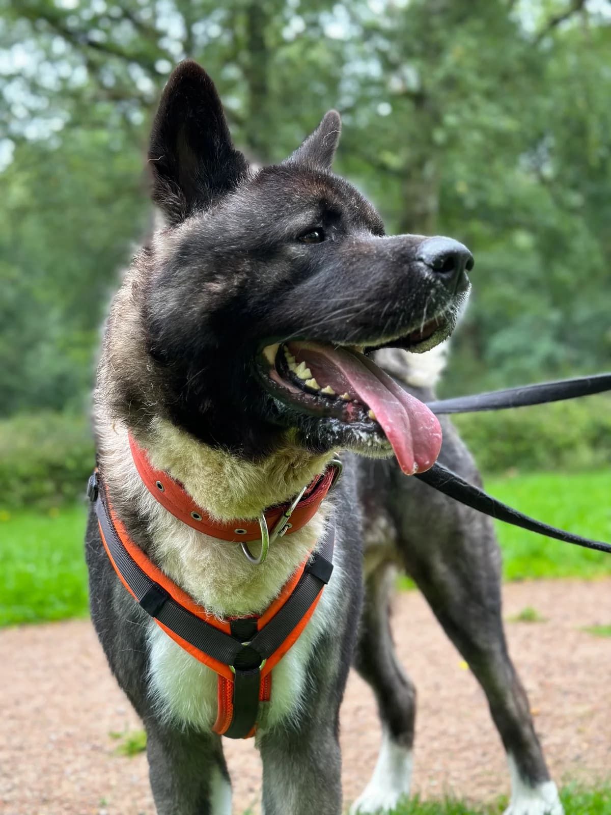 Joker (vermittelt), male Akita for adoption at Tierheim Neumünster, Wasbek — photo 4 of 5