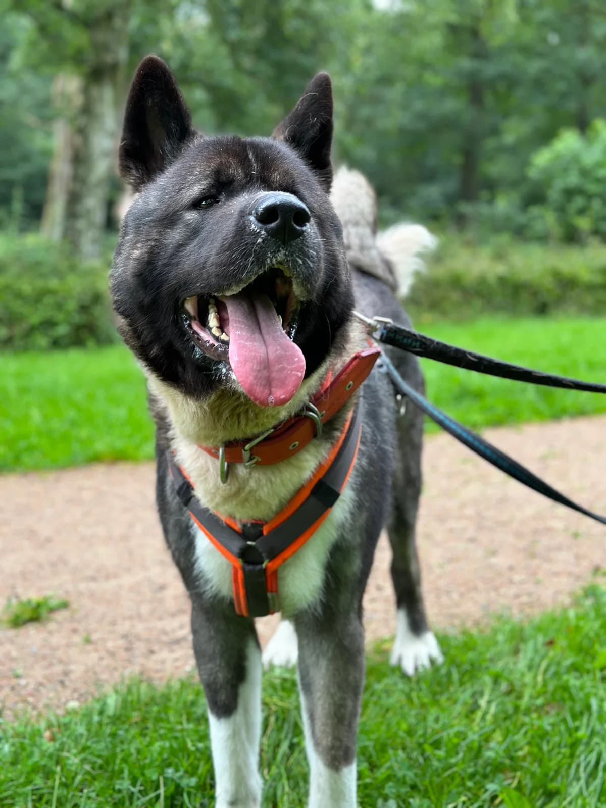 Joker (vermittelt), male Akita for adoption at Tierheim Neumünster, Wasbek — photo 5 of 5