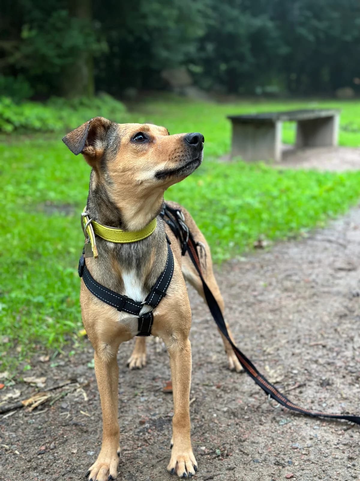Lilly (vermittelt), female Mixed Breed for adoption at Tierheim Neumünster, Wasbek