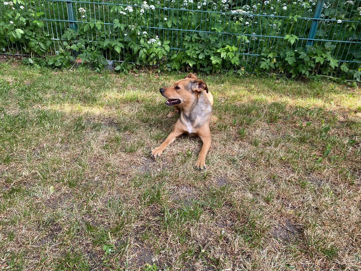 Lilly (vermittelt), female Mixed Breed for adoption at Tierheim Neumünster, Wasbek — photo 2 of 6