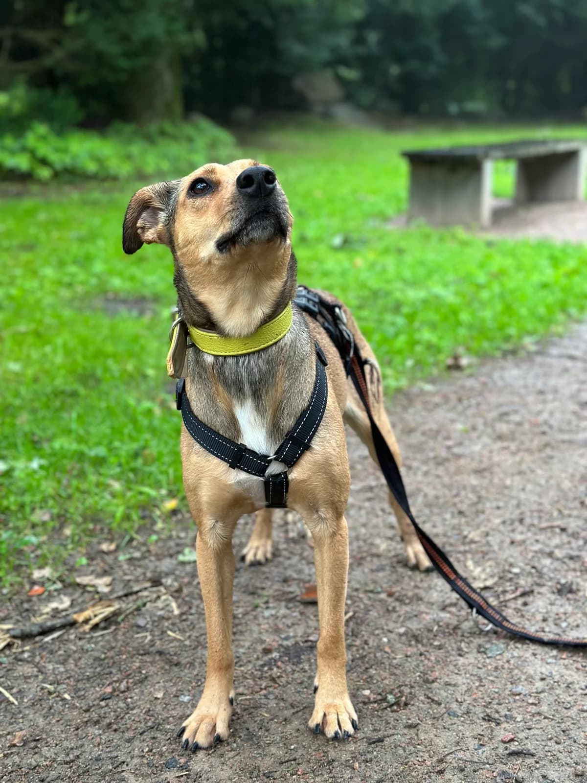 Lilly (vermittelt), female Mixed Breed for adoption at Tierheim Neumünster, Wasbek — photo 5 of 6