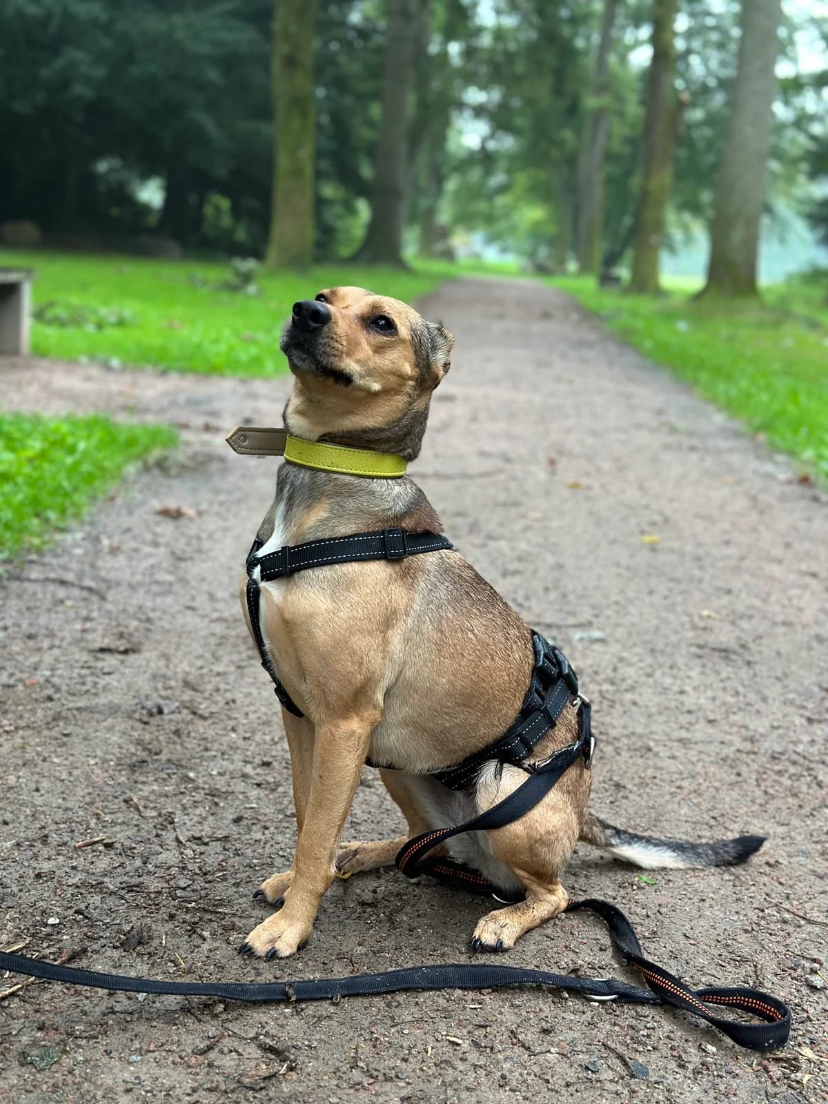 Lilly (vermittelt), female Mixed Breed for adoption at Tierheim Neumünster, Wasbek — photo 6 of 6