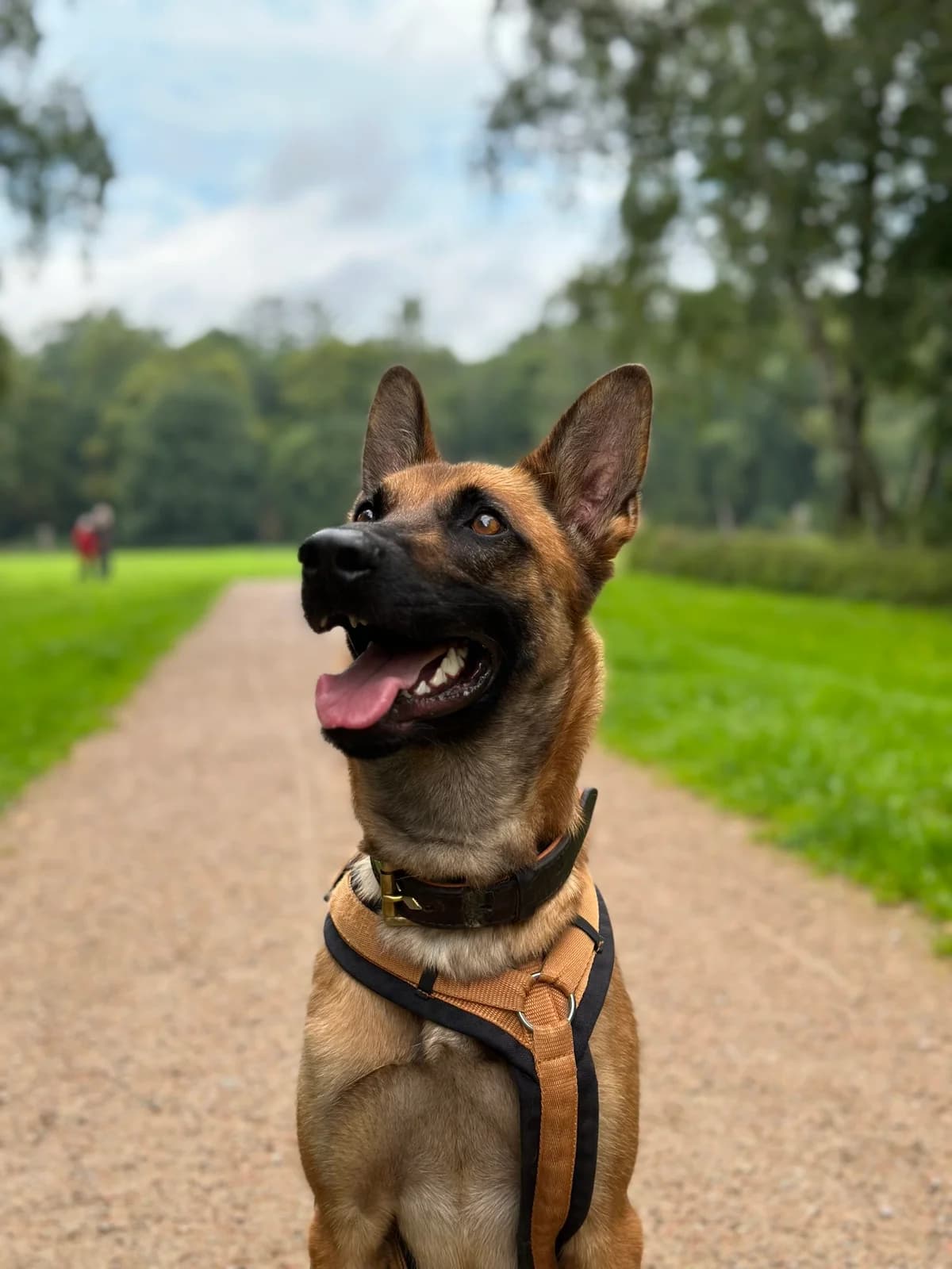 Chilli (Vermittelt), male Belgian Malinois for adoption at Tierheim Neumünster, Wasbek