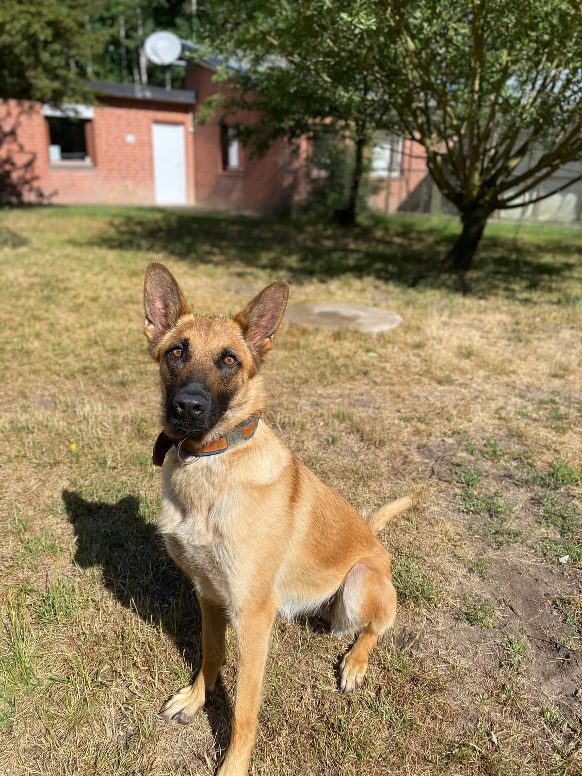 Chilli (Vermittelt), male Belgian Malinois for adoption at Tierheim Neumünster, Wasbek — photo 2 of 4