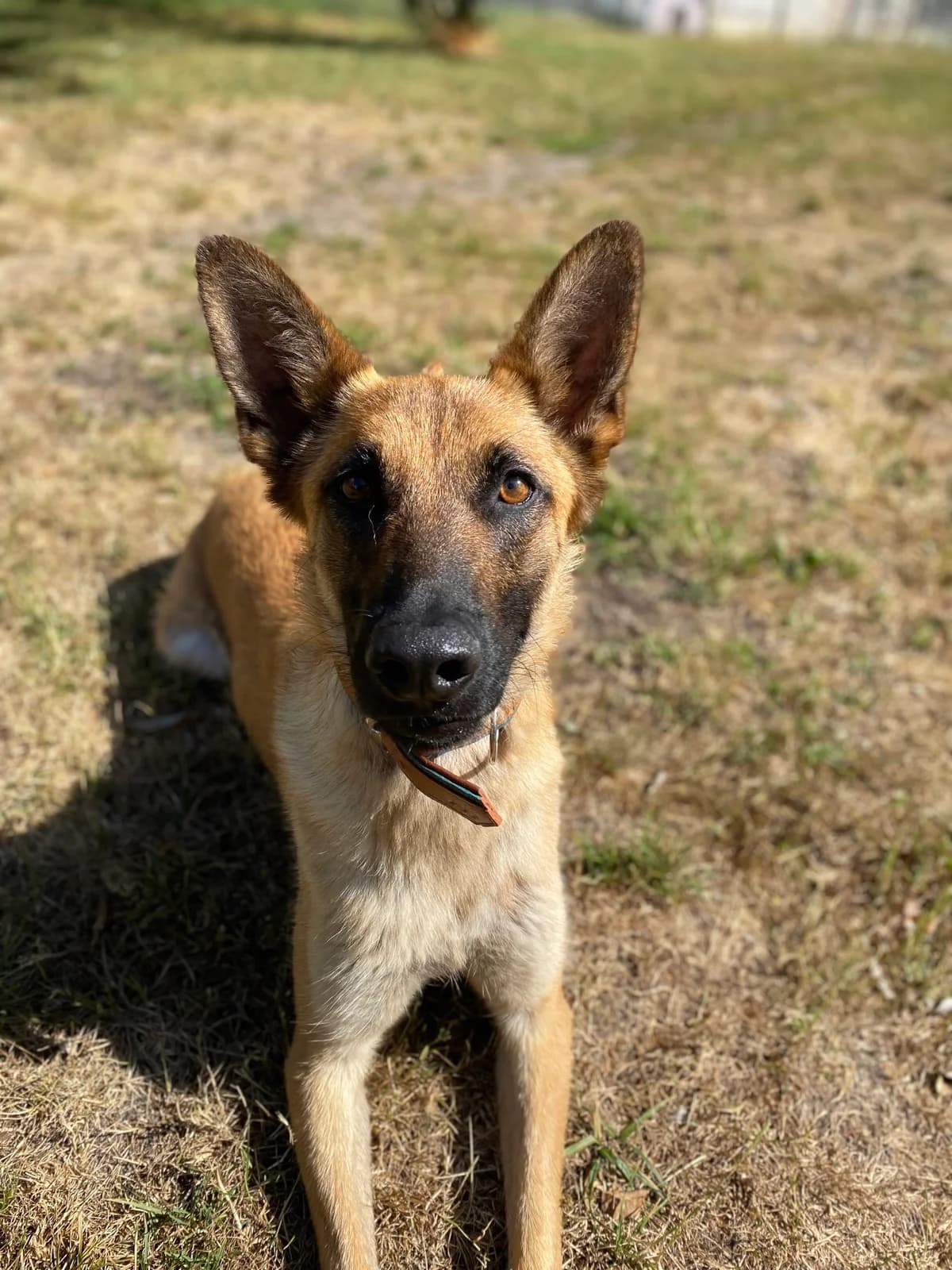 Chilli (Vermittelt), male Belgian Malinois for adoption at Tierheim Neumünster, Wasbek — photo 3 of 4