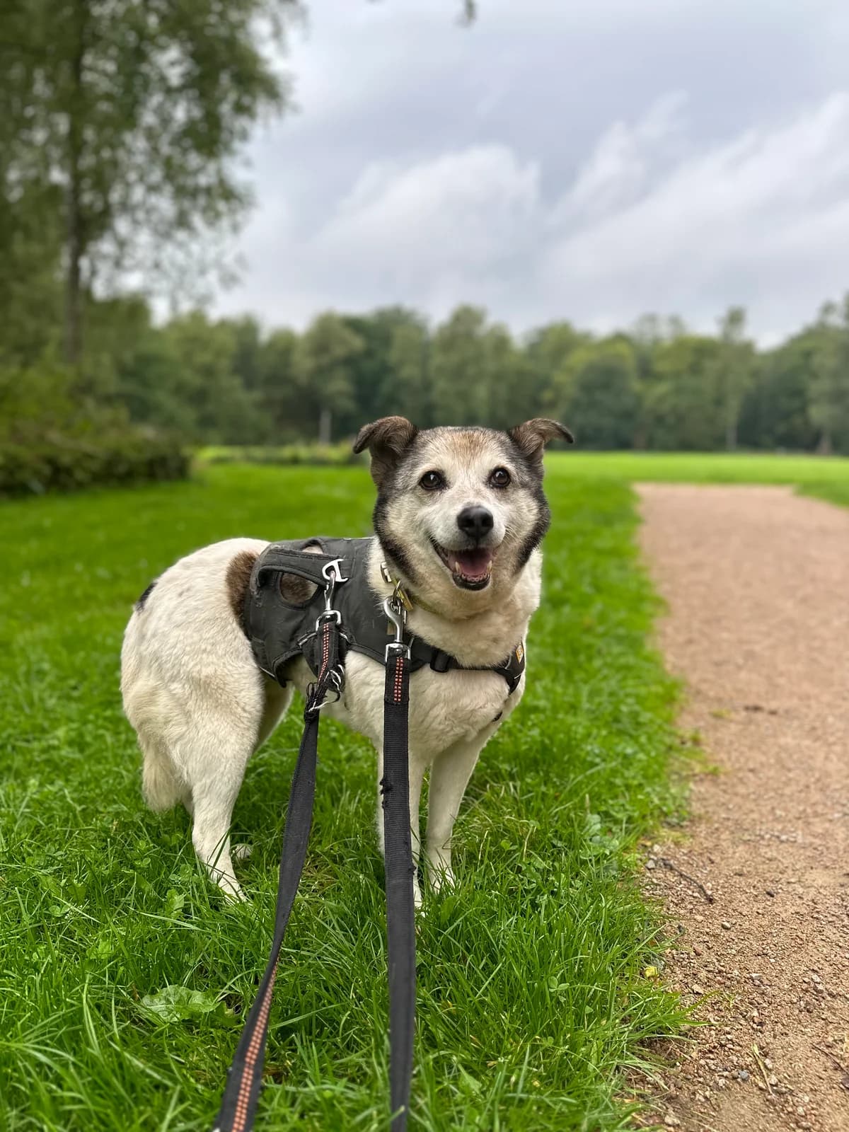 Fee (hat feste Interessenten), female Mixed Breed for adoption at Tierheim Neumünster, Wasbek — photo 3 of 4