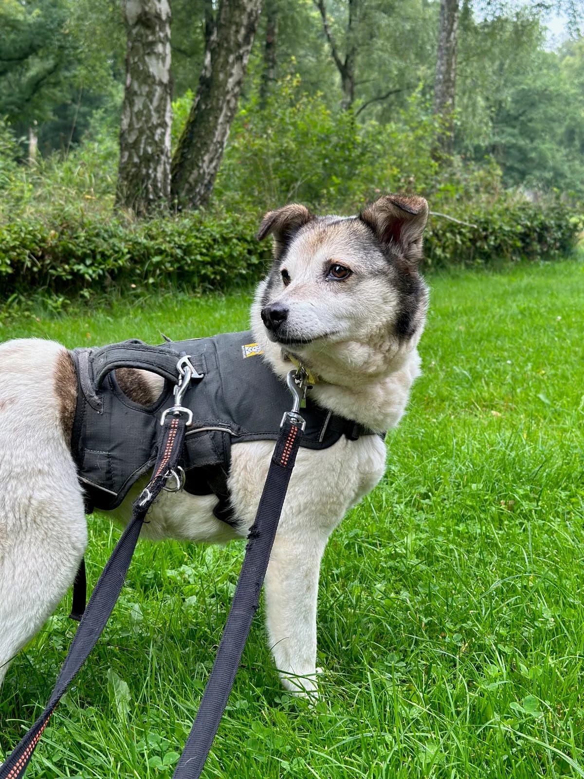 Fee (hat feste Interessenten), female Mixed Breed for adoption at Tierheim Neumünster, Wasbek — photo 4 of 4