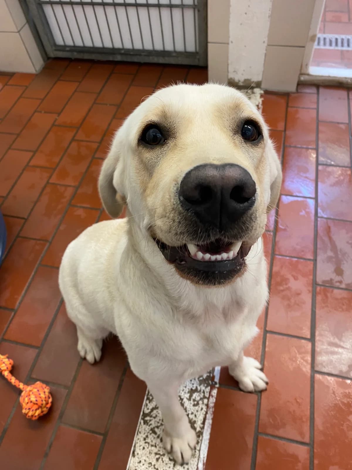 Baron, male Labrador Retriever for adoption at Tierheim Neumünster, Wasbek