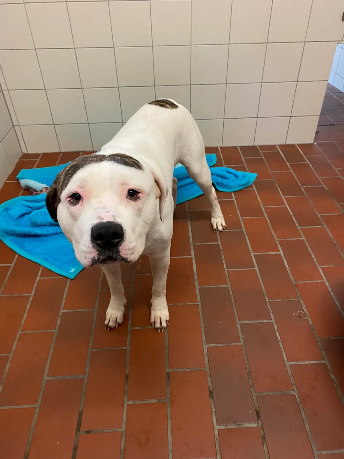 vermittelt Teddy, male mixed breed for adoption at Tierheim Neumünster, Wasbek
