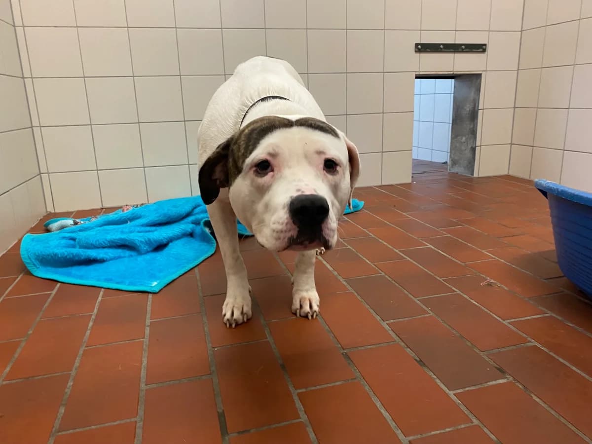 vermittelt Teddy, male mixed breed for adoption at Tierheim Neumünster, Wasbek — photo 2 of 2