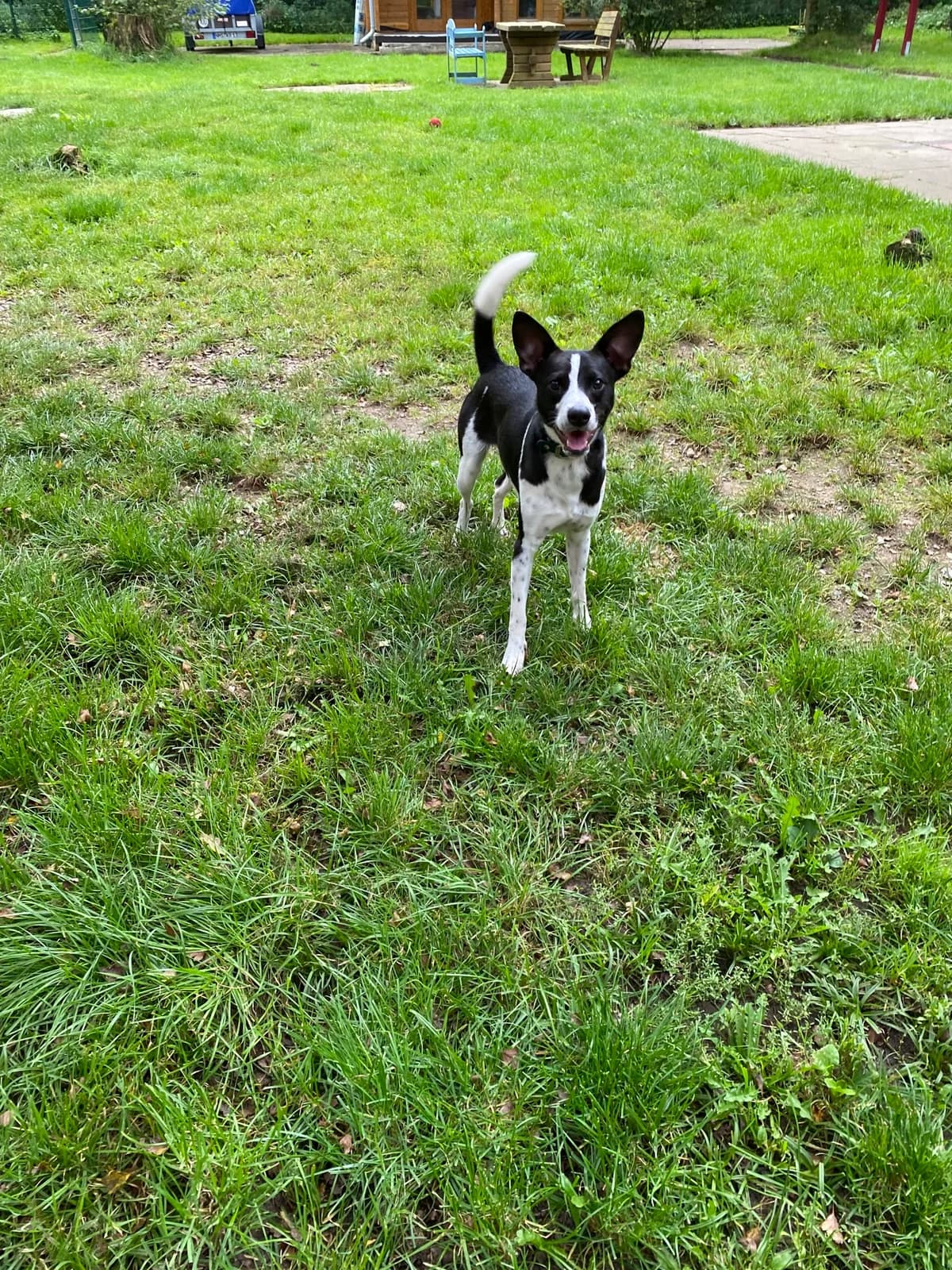 vermittelt Houdini, male Mixed Breed for adoption at Tierheim Neumünster, Wasbek