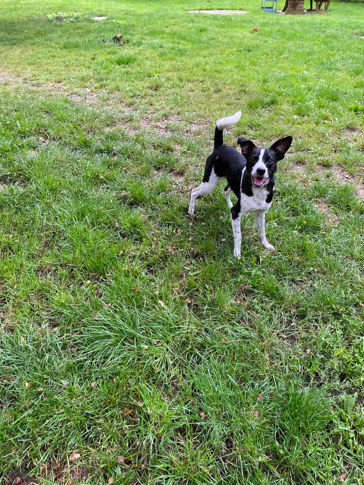 vermittelt Houdini, male Mixed Breed for adoption at Tierheim Neumünster, Wasbek — photo 2 of 2