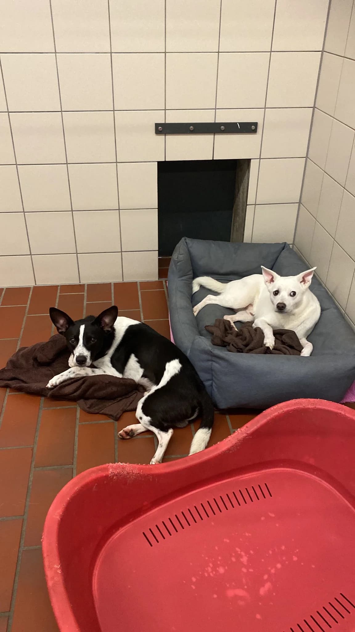 Balu (vermittelt), male Chihuahua for adoption at Tierheim Neumünster, Wasbek