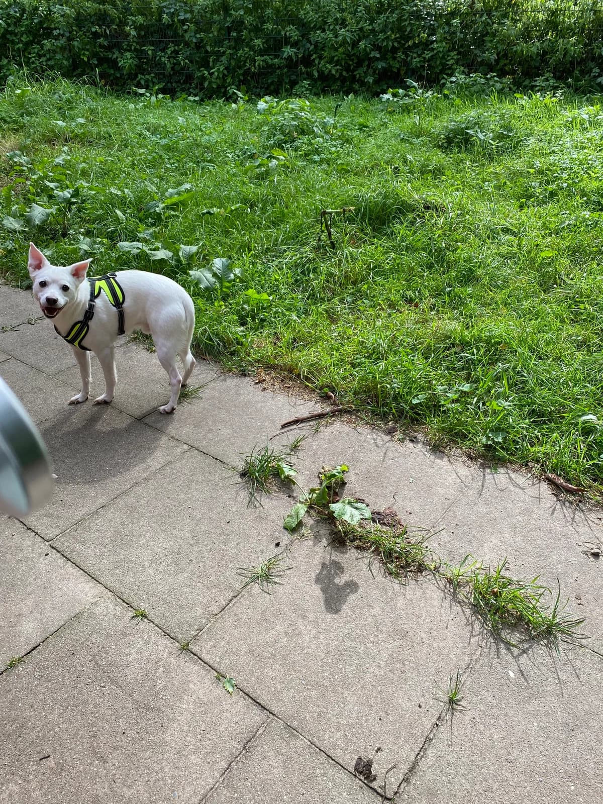 Balu (vermittelt), male Chihuahua for adoption at Tierheim Neumünster, Wasbek — photo 2 of 2
