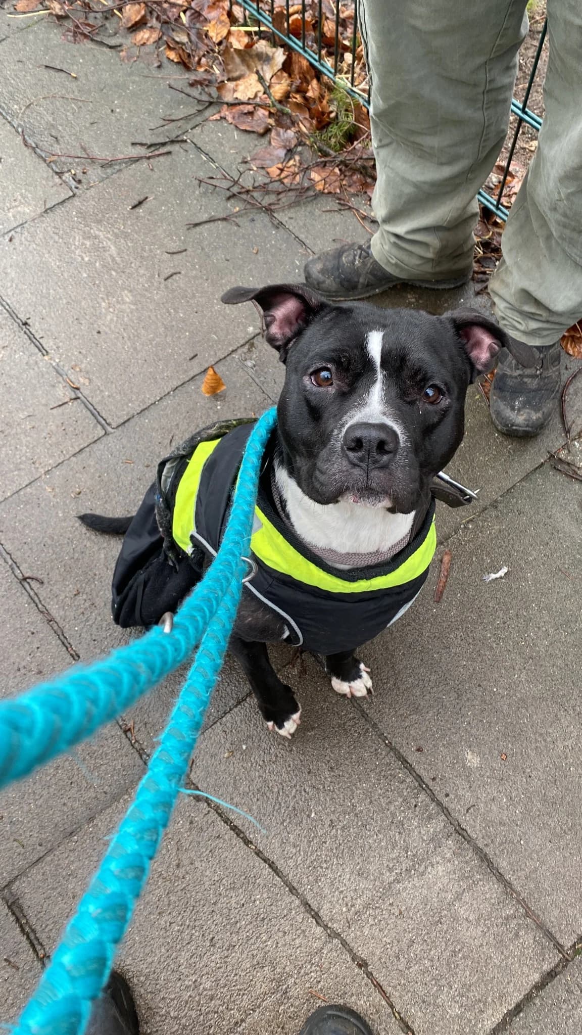 Coco (vermittelt), male mixed breed for adoption at Tierheim Neumünster, Wasbek