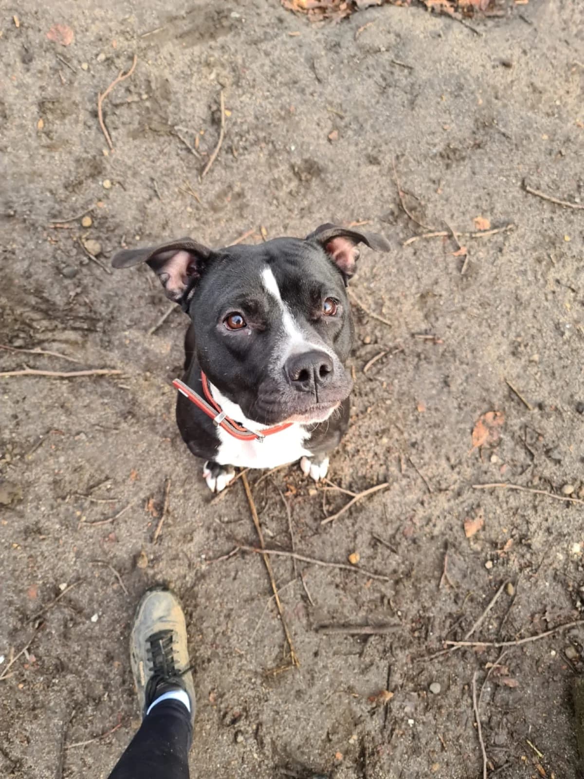 Coco (vermittelt), male mixed breed for adoption at Tierheim Neumünster, Wasbek — photo 2 of 2