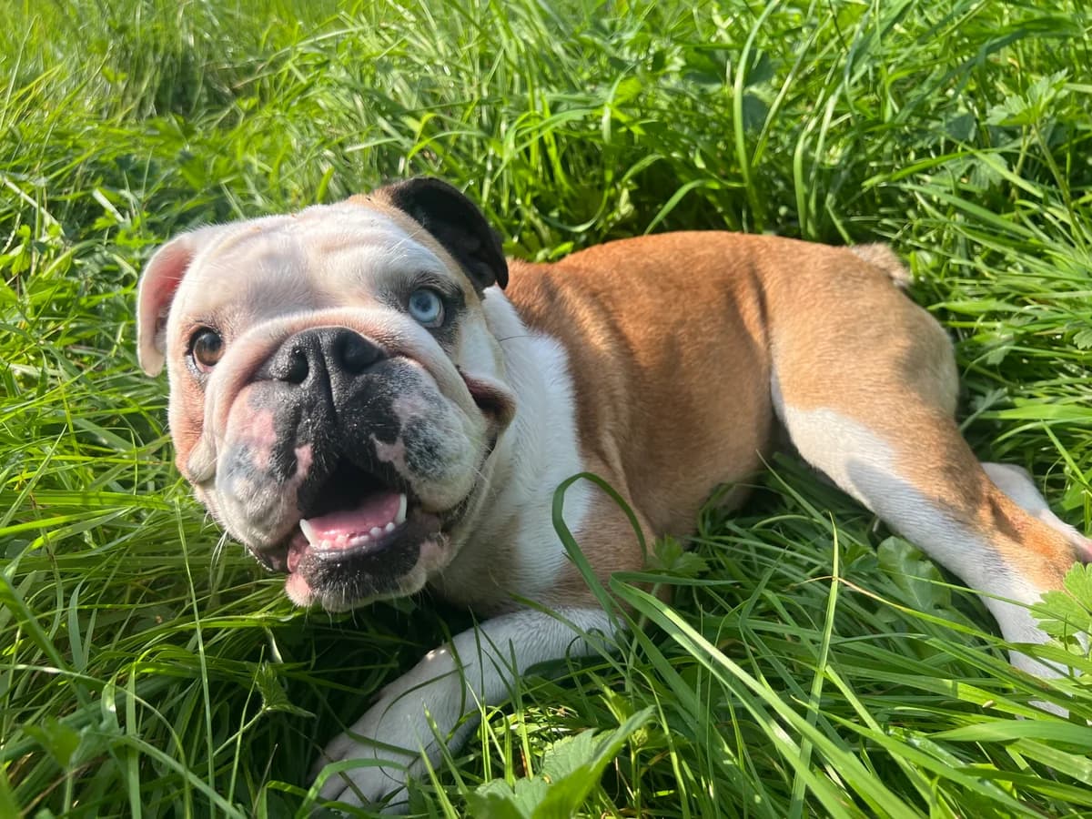 Zara (vermittelt), female English Bulldog for adoption at Tierheim Neumünster, Wasbek