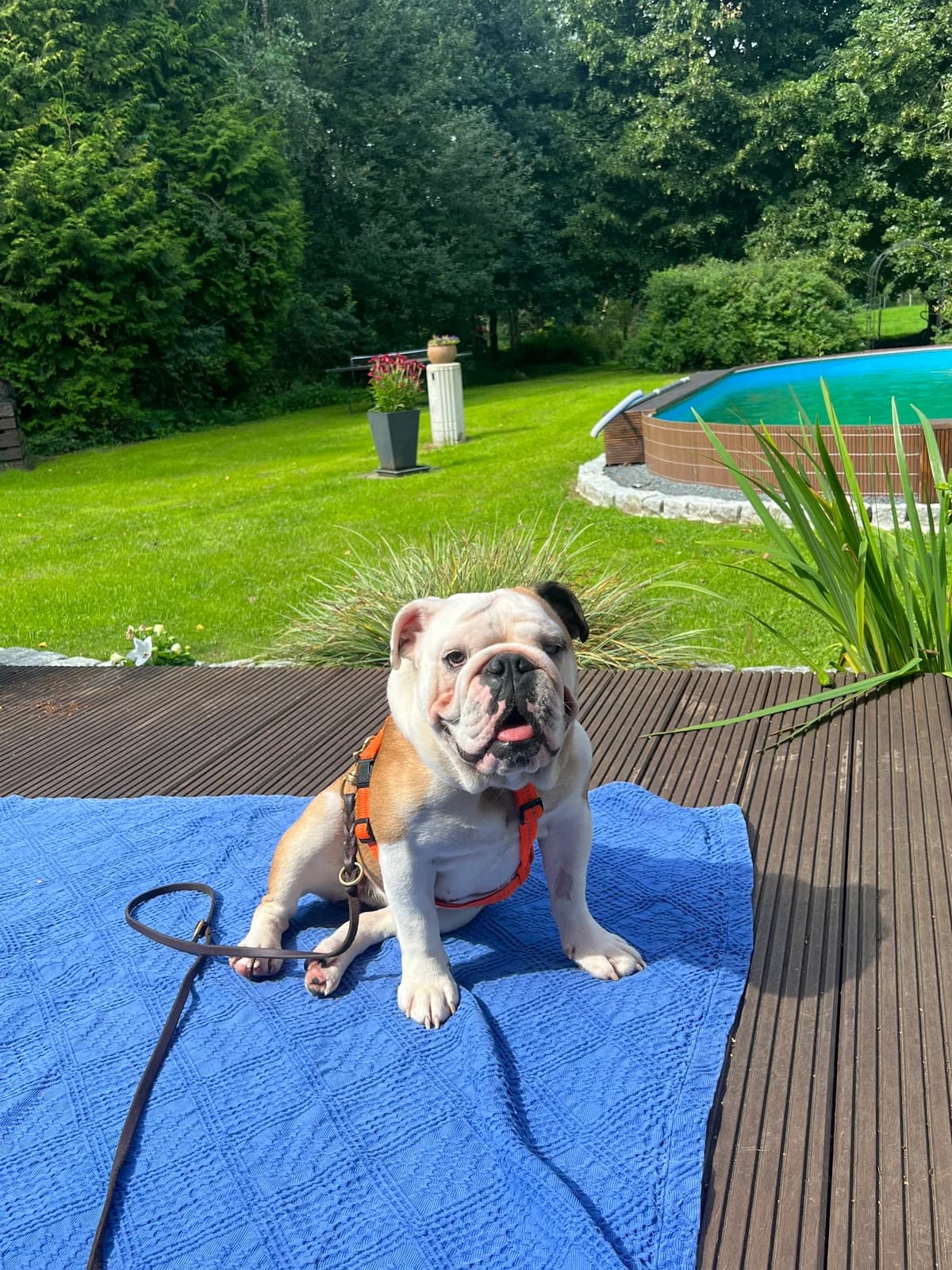 Zara (vermittelt), female English Bulldog for adoption at Tierheim Neumünster, Wasbek — photo 2 of 4