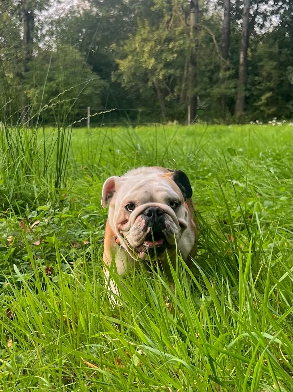 Zara (vermittelt), female English Bulldog for adoption at Tierheim Neumünster, Wasbek — photo 4 of 4