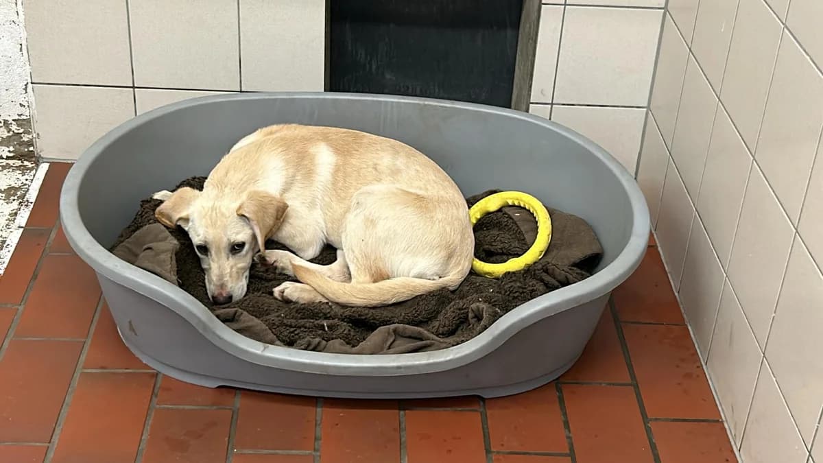 Mina (vermittelt), female Belgian Malinois for adoption at Tierheim Neumünster, Wasbek — photo 2 of 2