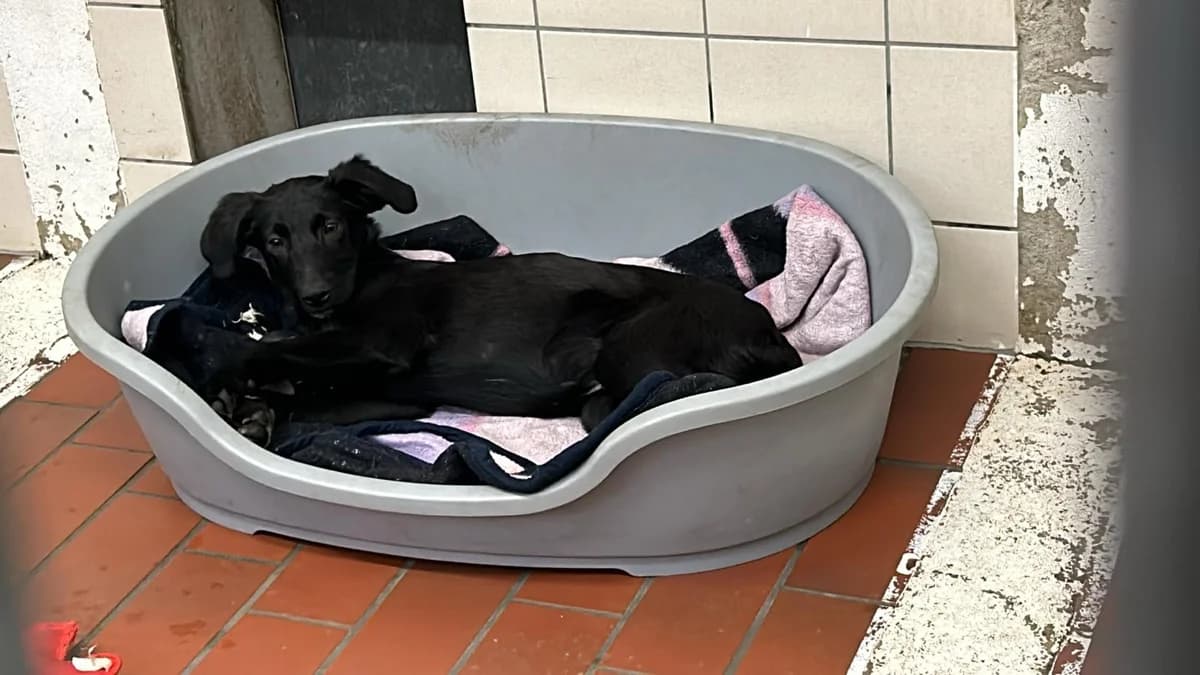 Shrek (vermittelt), male Belgian Malinois for adoption at Tierheim Neumünster, Wasbek