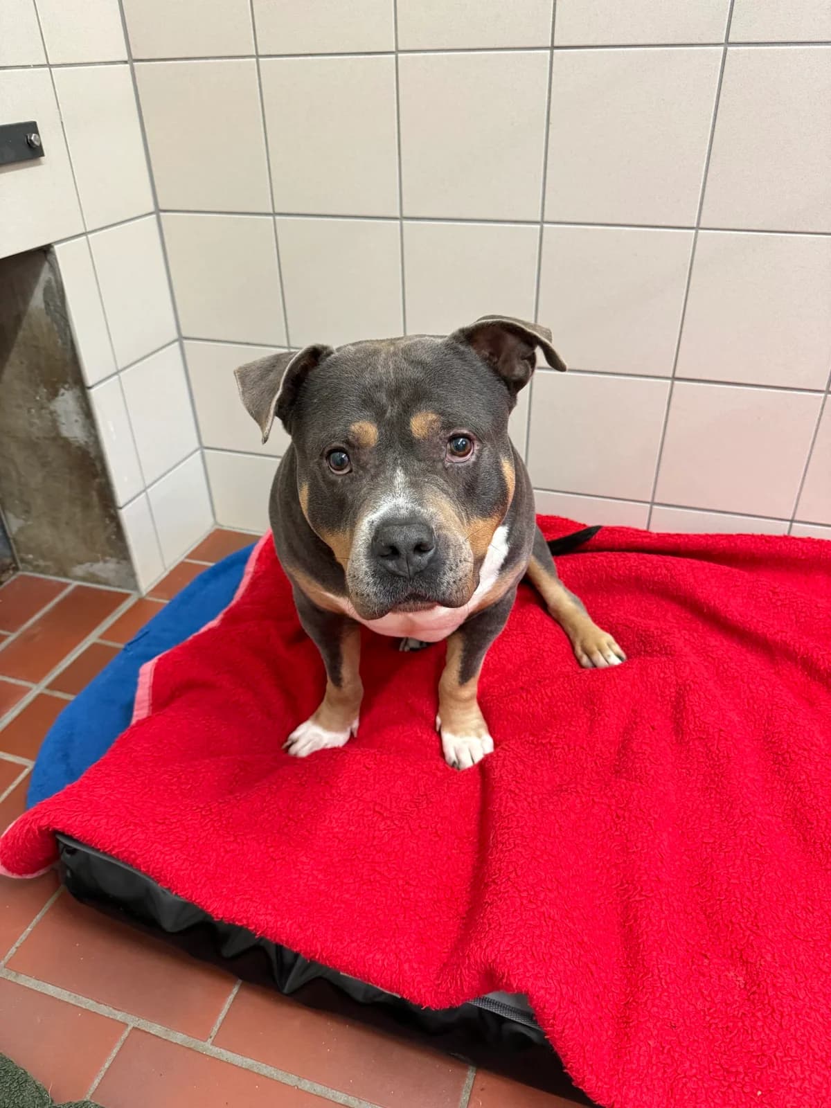 Bommel Bummel (vermittelt), male senior American Bully for adoption at Tierheim Neumünster, Wasbek