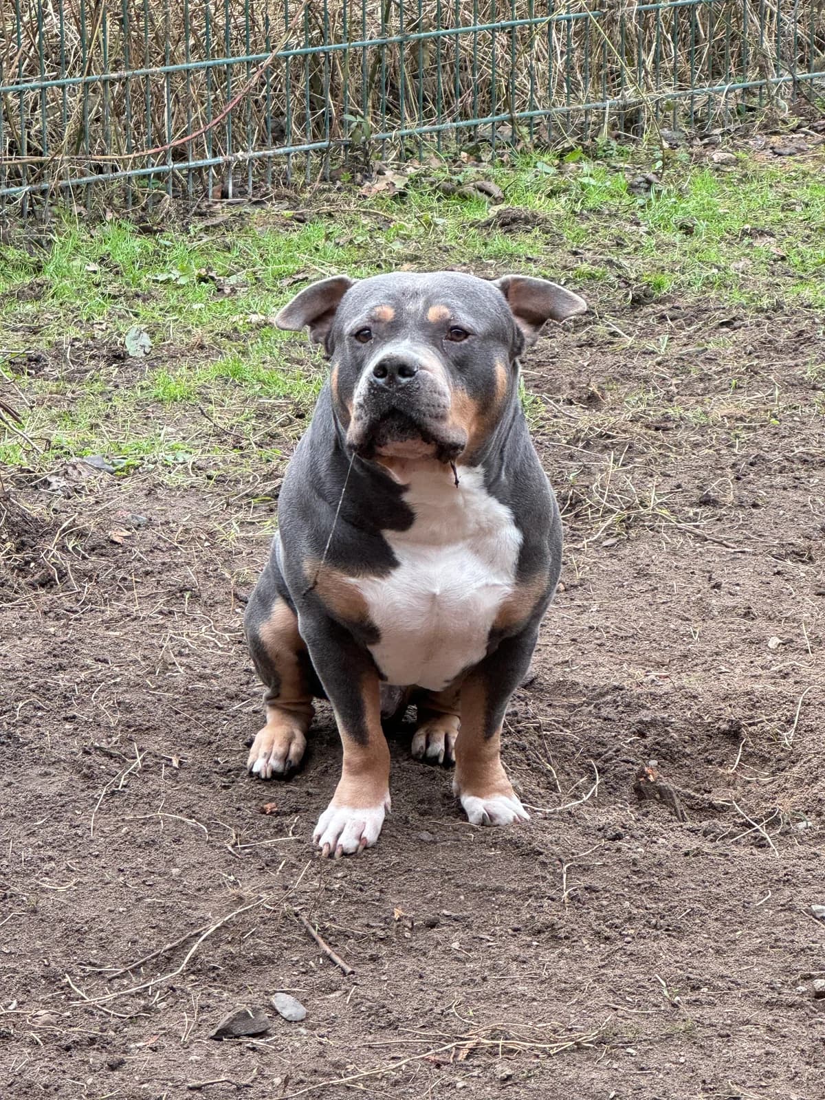 Bommel Bummel (vermittelt), male American Bully for adoption at Tierheim Neumünster — photo 2 of 3