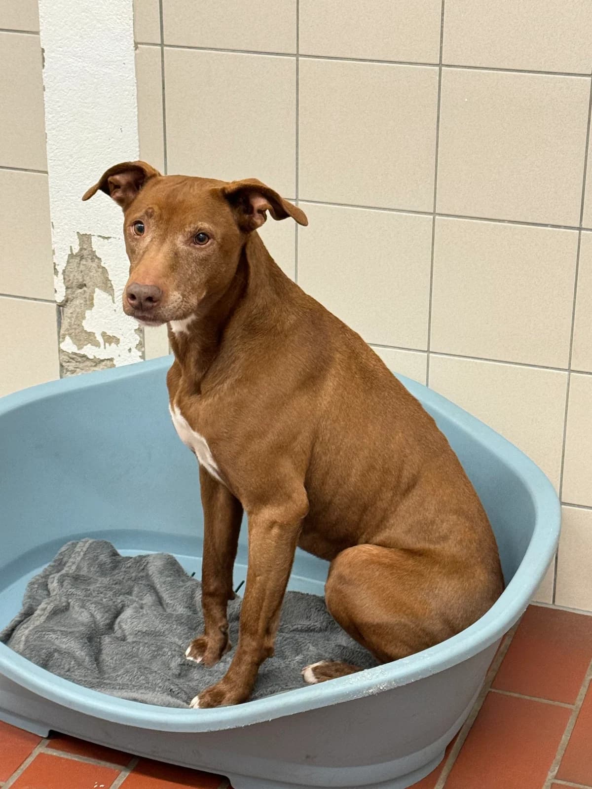 Philippo (vermittelt), male senior Vizsla for adoption at Tierheim Neumünster, Wasbek