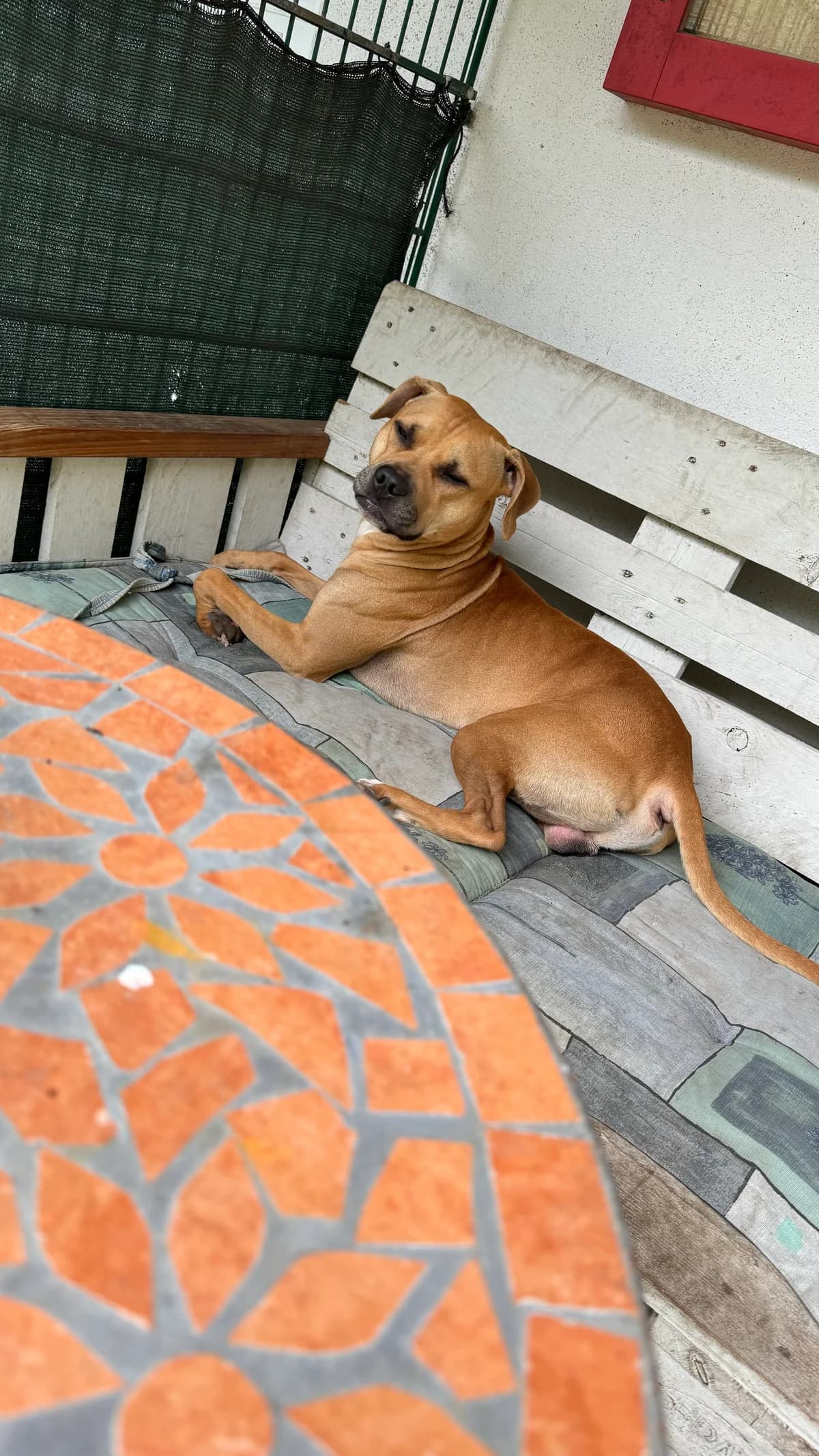 Werner (vermittelt), male mixed breed for adoption at Tierheim Neumünster, Wasbek — photo 2 of 3