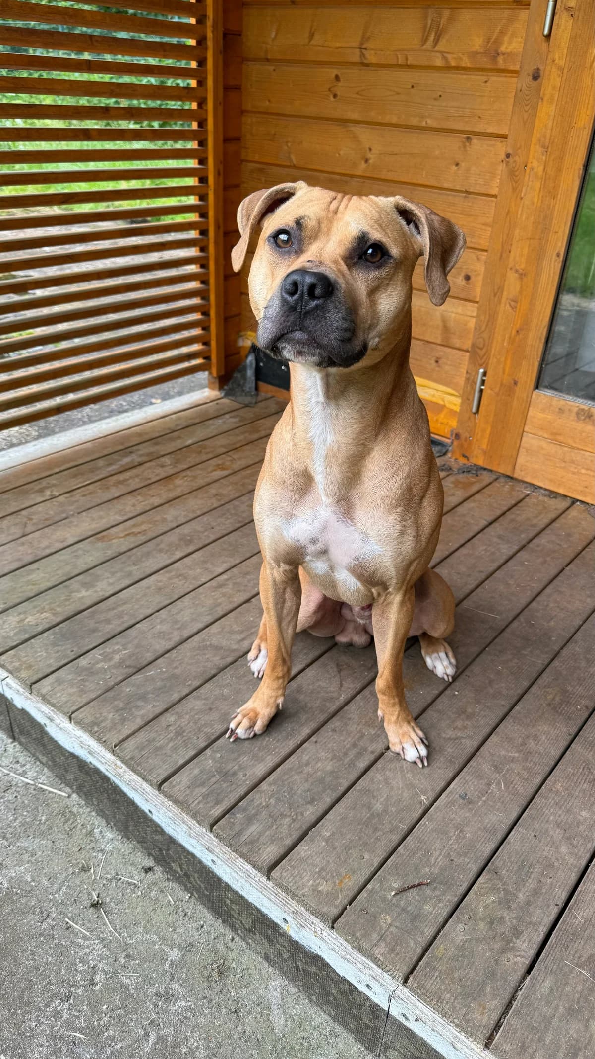 Werner (vermittelt), male mixed breed for adoption at Tierheim Neumünster, Wasbek — photo 3 of 3