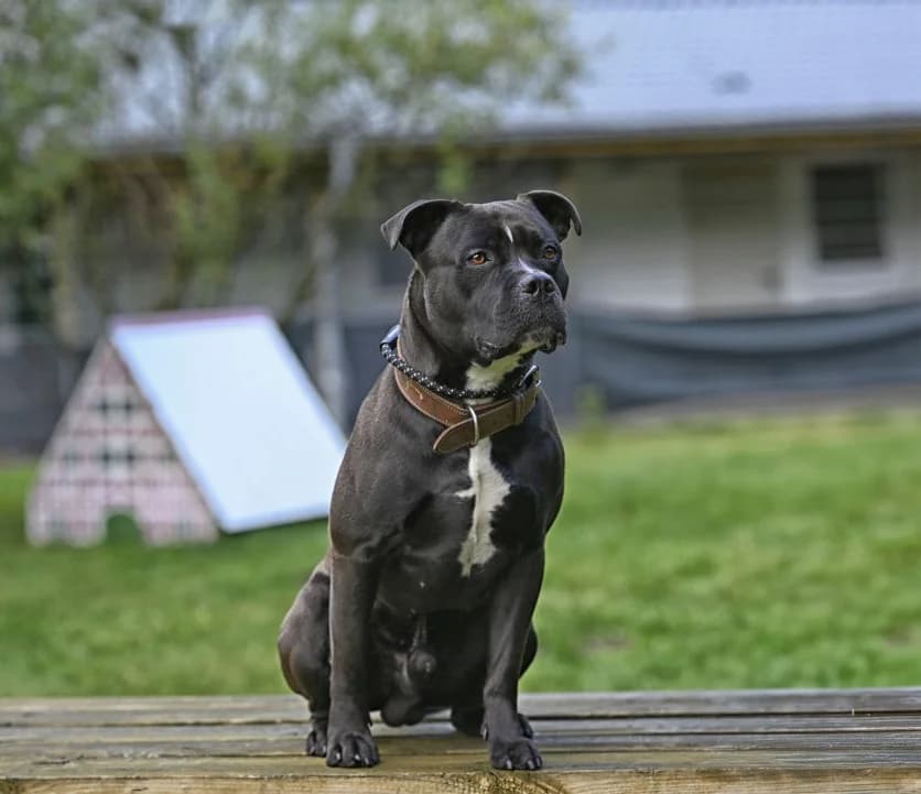 Lev (vermittelt), male American Staffordshire Terrier for adoption at Tierheim Neumünster, Wasbek — photo 2 of 5