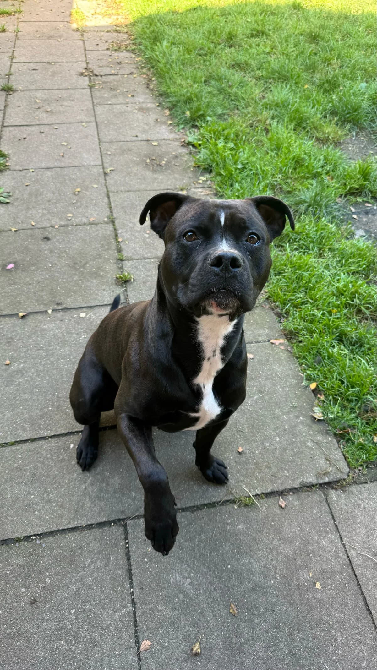 Lev (vermittelt), male American Staffordshire Terrier for adoption at Tierheim Neumünster, Wasbek — photo 3 of 5