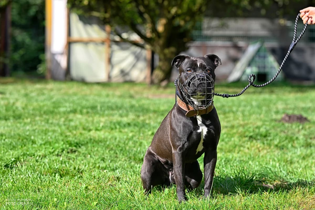 Lev (vermittelt), male American Staffordshire Terrier for adoption at Tierheim Neumünster, Wasbek — photo 4 of 5