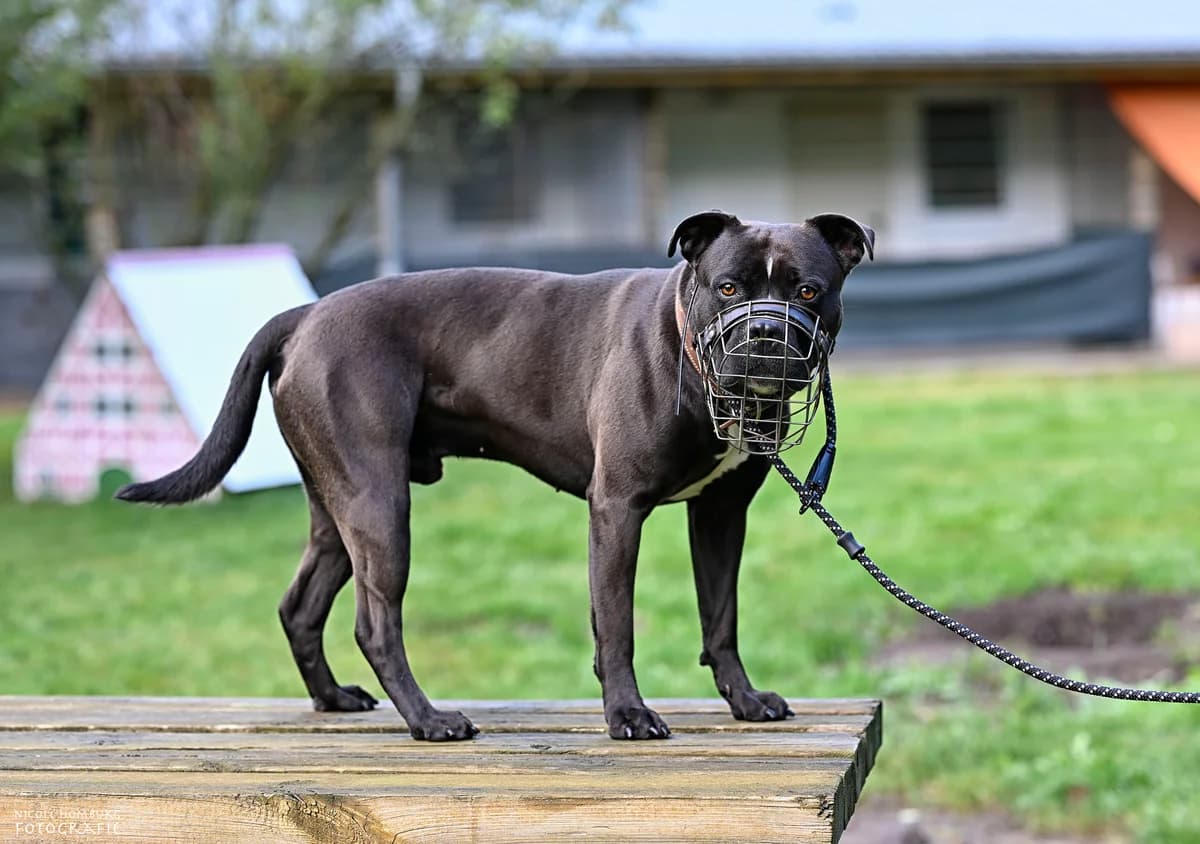 Lev (vermittelt), male American Staffordshire Terrier for adoption at Tierheim Neumünster, Wasbek — photo 5 of 5