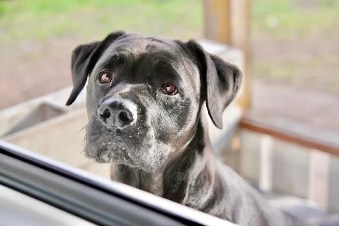 Amy (vermittelt), female Labrador Retriever for adoption at Tierheim Neumünster, Wasbek