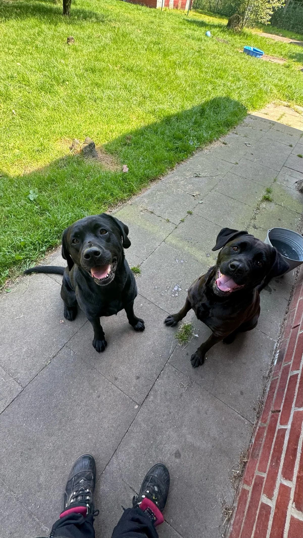 Jacky (vermittelt), male Labrador Retriever for adoption at Tierheim Neumünster
