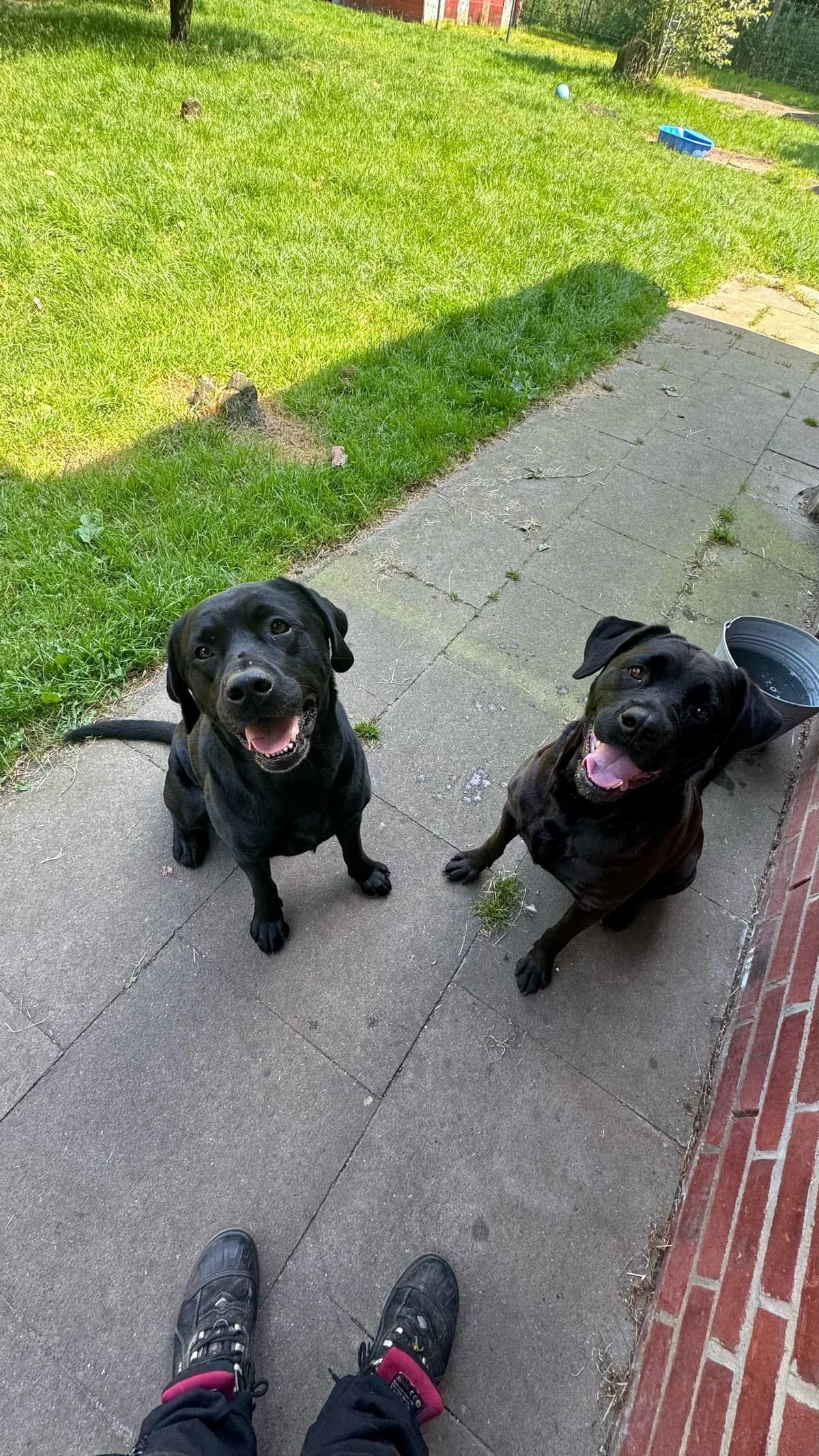 Jacky (vermittelt), male Labrador Retriever for adoption at Tierheim Neumünster — photo 2 of 2