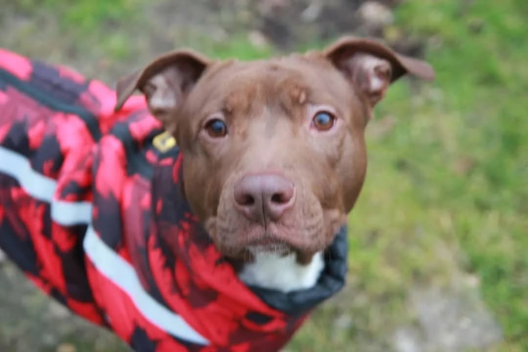 Archie (Vermittelt), male American Staffordshire Terrier for adoption at Tierheim Neumünster, Wasbek