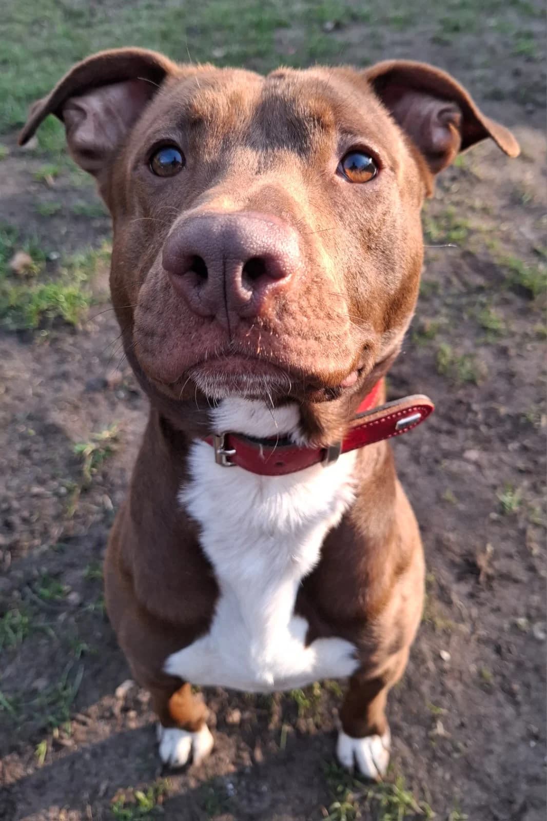 Archie (Vermittelt), male American Staffordshire Terrier for adoption at Tierheim Neumünster, Wasbek — photo 2 of 2