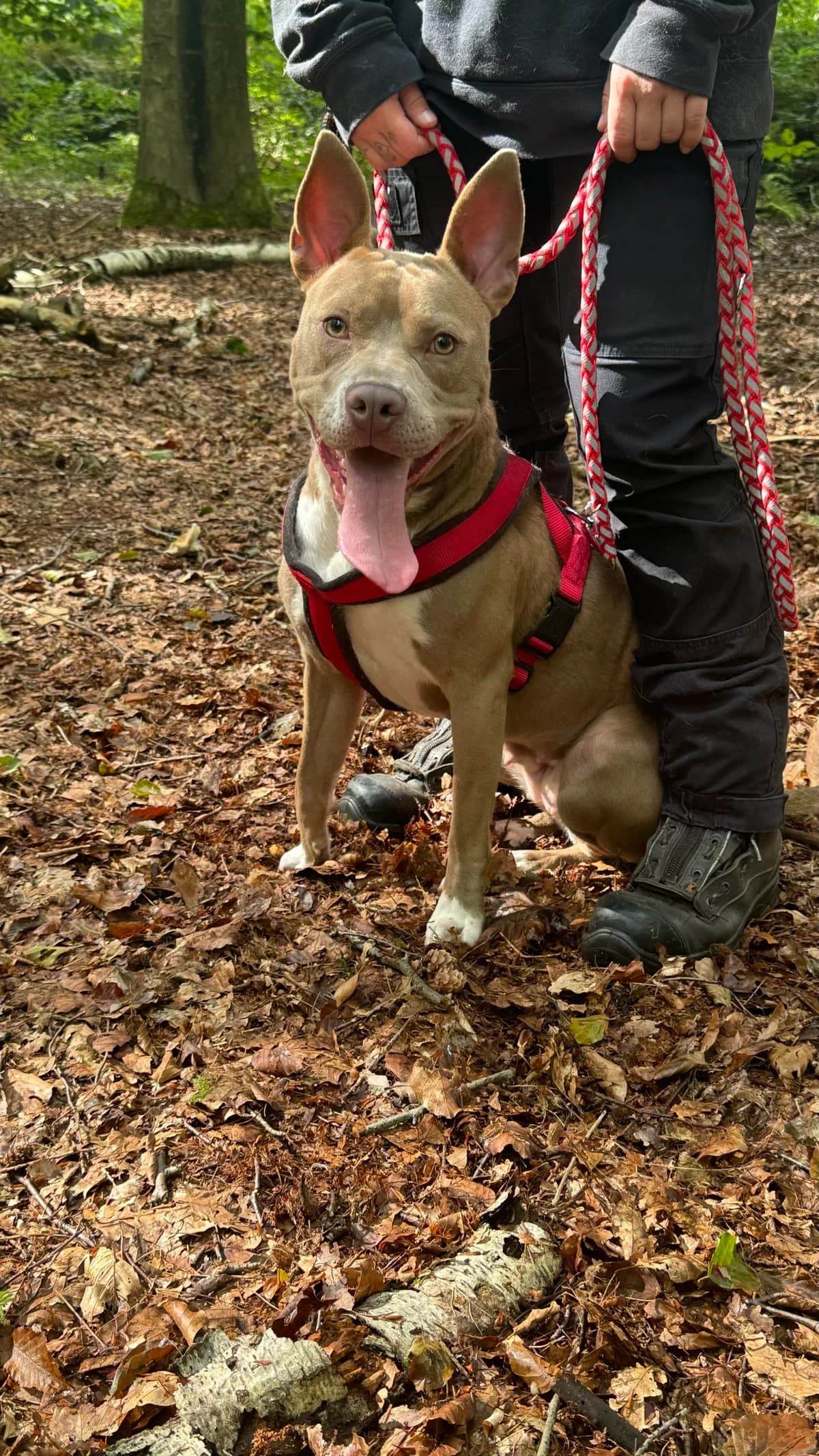 Bella (vermittelt), female young American Staffordshire Terrier for adoption at Tierheim Neumünster, Wasbek