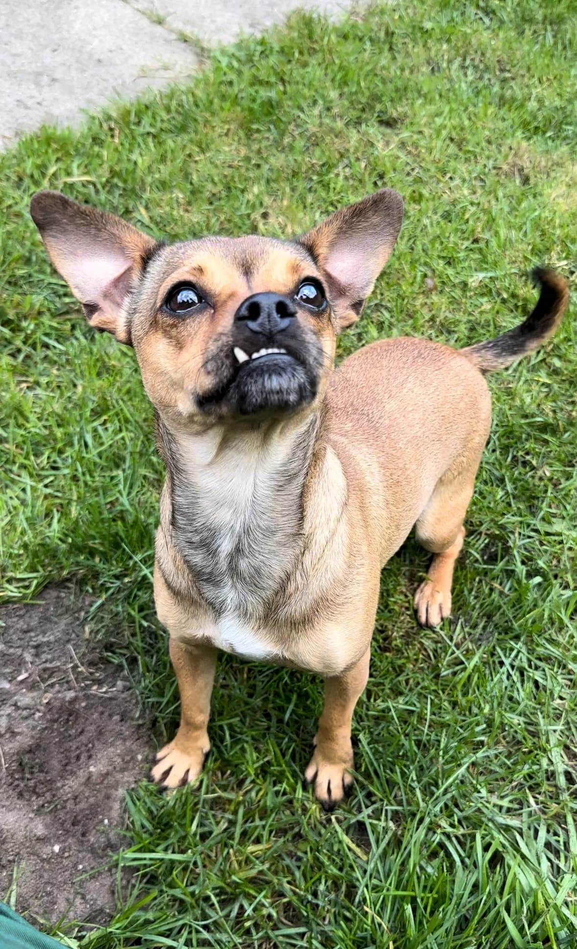 Roxy (vermittelt), female mixed breed for adoption at Tierheim Neumünster, Wasbek