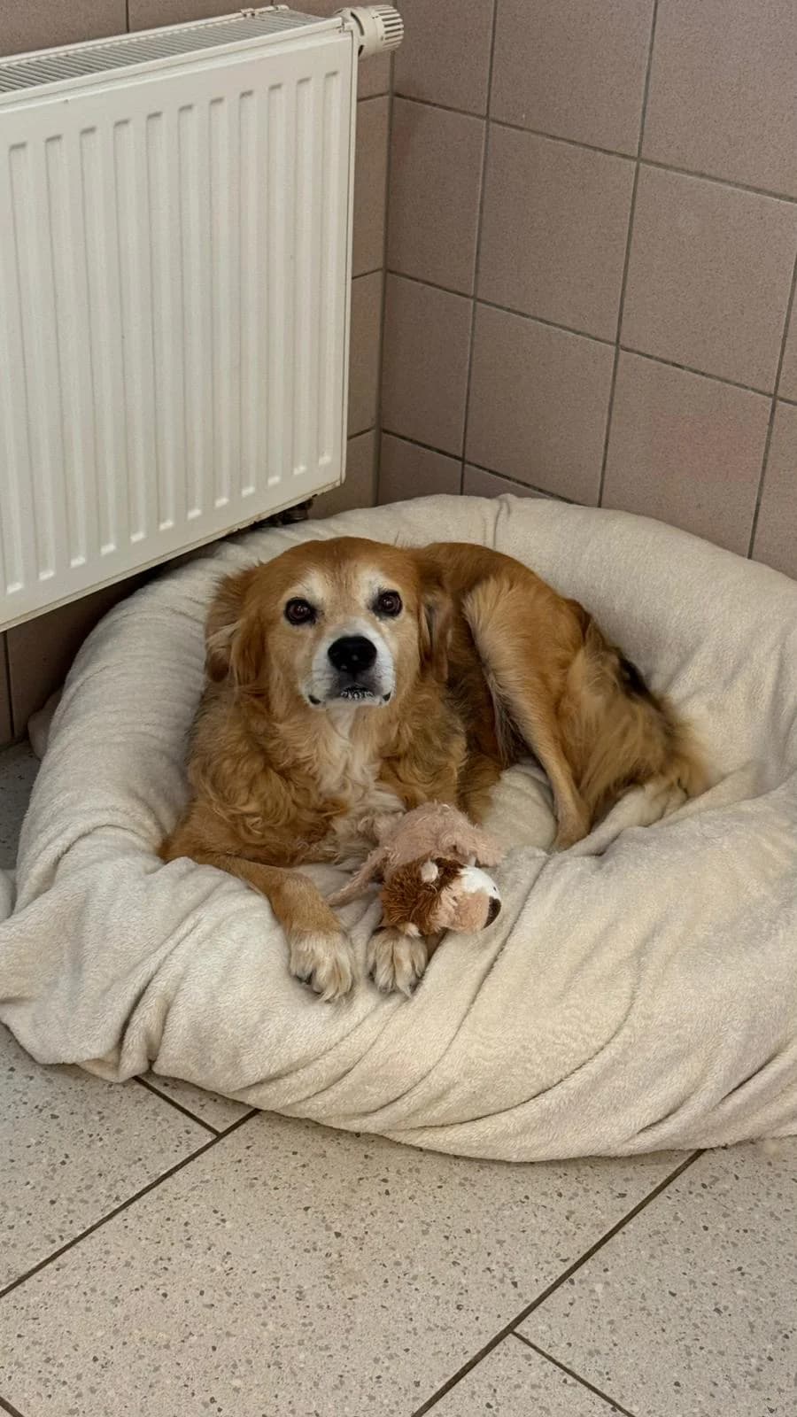 Peggy (vermittelt), female Mixed Breed for adoption at Tierheim Neumünster, Wasbek
