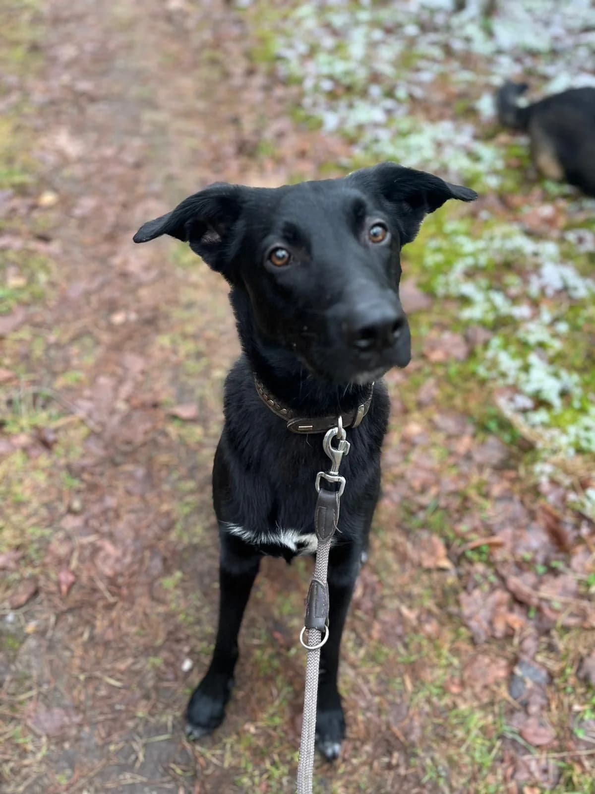 Beppo, male 5yo Belgian Malinois for adoption at Tierheim Neumünster, Wasbek