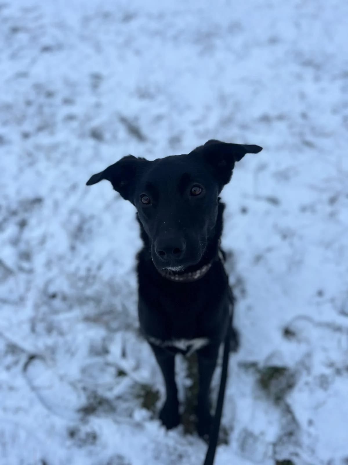 Beppo, male Belgian Malinois for adoption at Tierheim Neumünster — photo 2 of 3