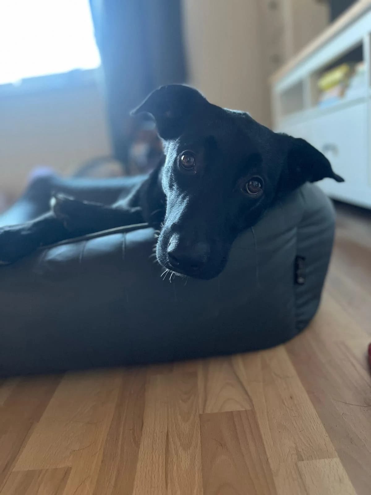 Beppo, male Belgian Malinois for adoption at Tierheim Neumünster — photo 3 of 3