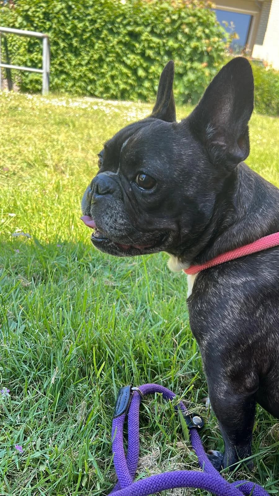 Emma (vermittelt), female French Bulldog for adoption at Tierheim Neumünster, Wasbek