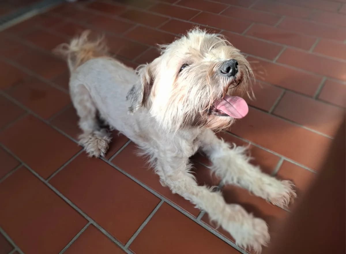 Lilly (vermittelt), female mixed breed for adoption at Tierheim Neumünster, Wasbek