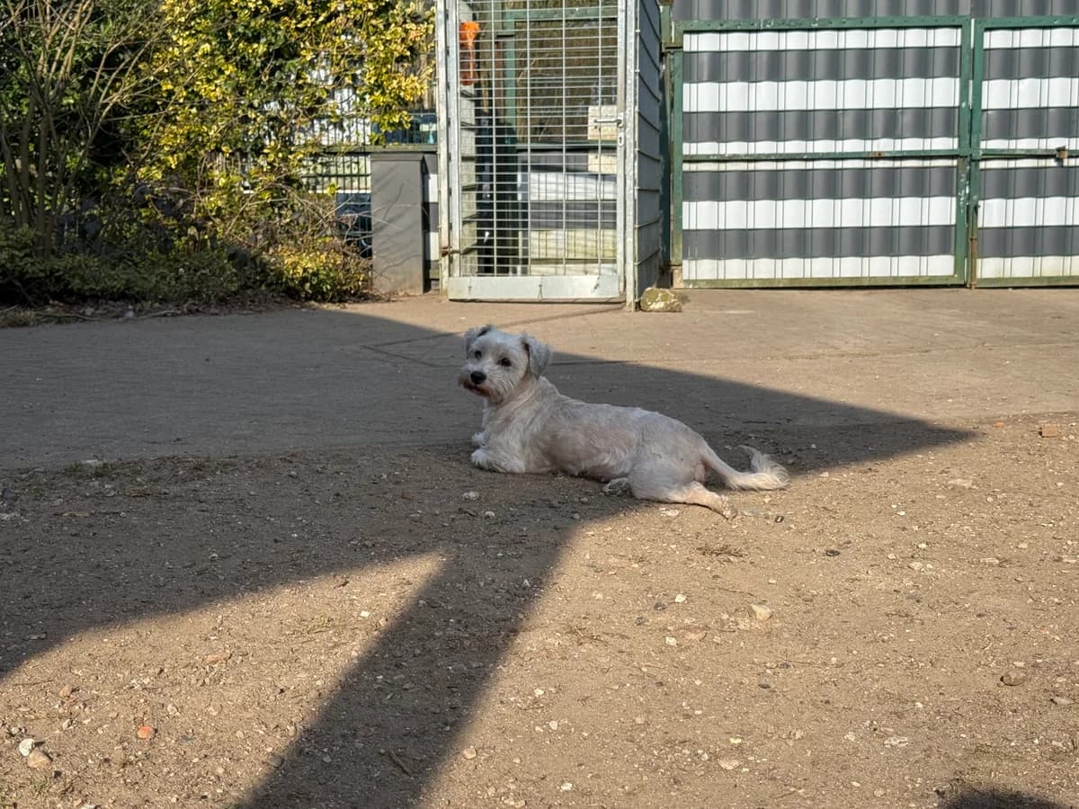 Lady (vermittelt), gold female mixed breed for adoption at Tierheim Neumünster, Wasbek